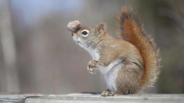 tomcat负载均衡配置代码大全