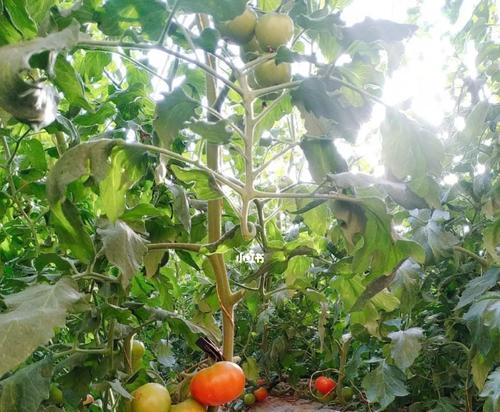 Githug攻略本（二）：环境安装